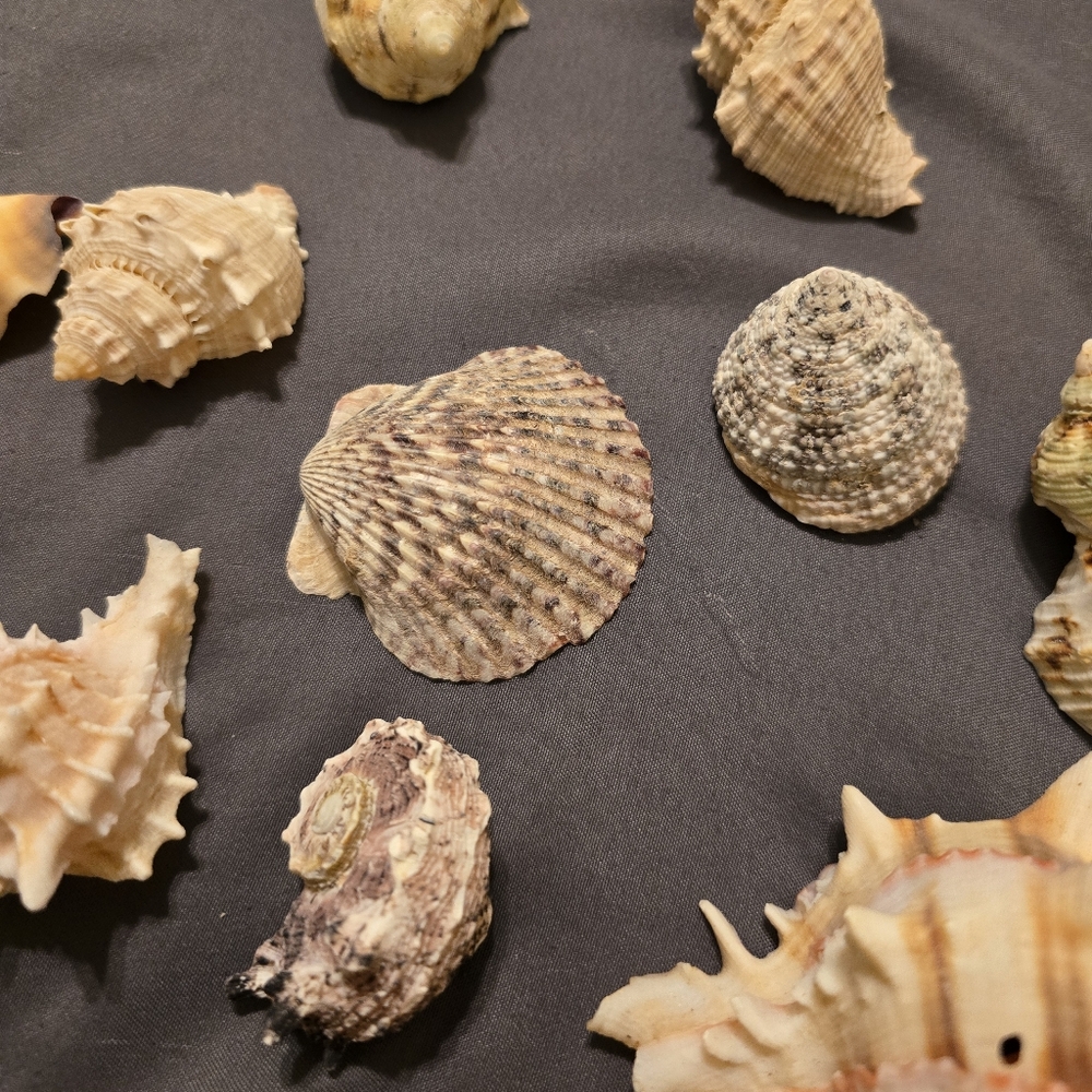 Assorted Seashell Collection 16 Pieces - Picture 4 of 11